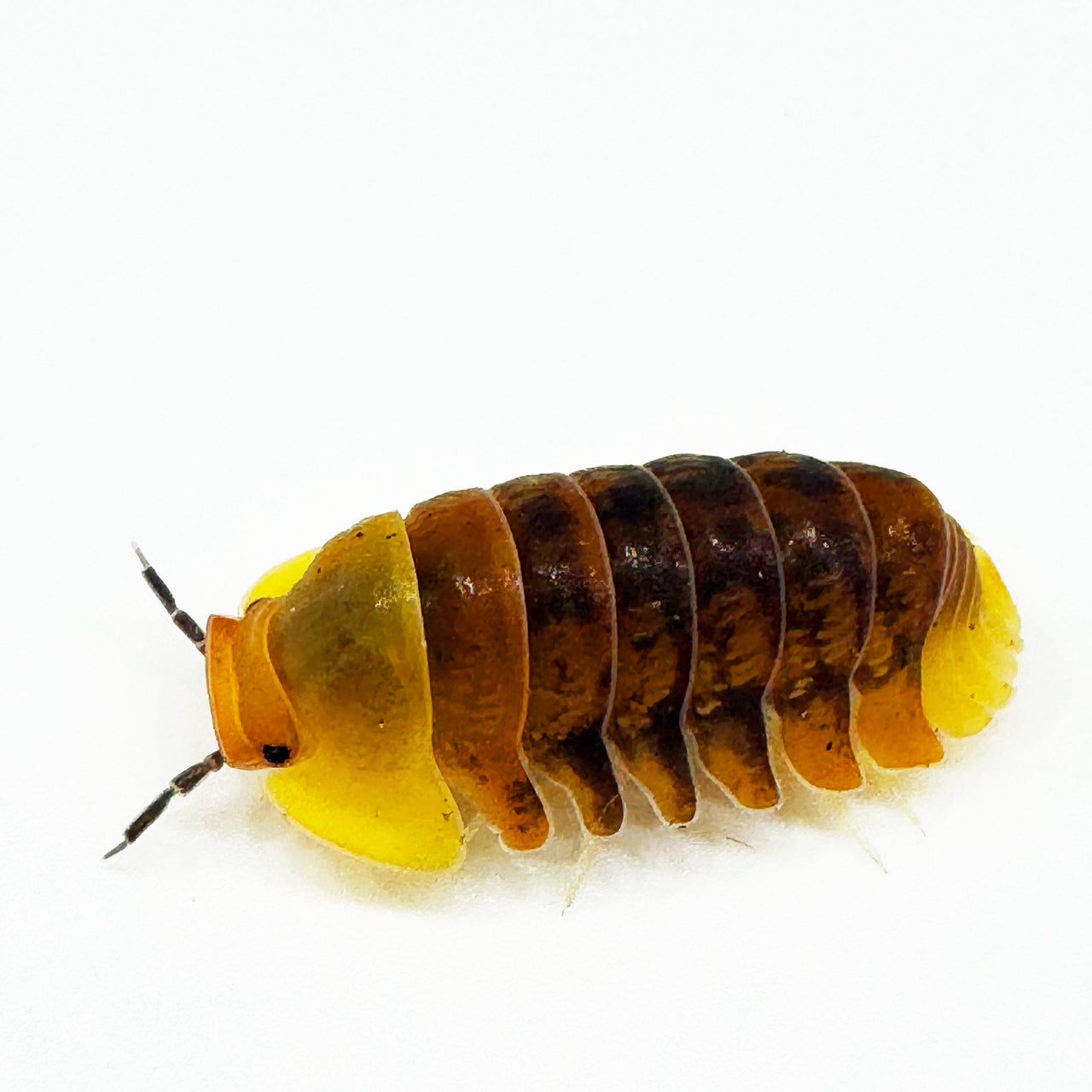 Care Guide- Armadillidium Maculatum – Isopod Factory