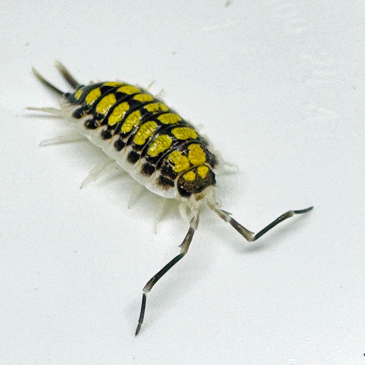 Care Guide- Armadillidium Maculatum – Isopod Factory