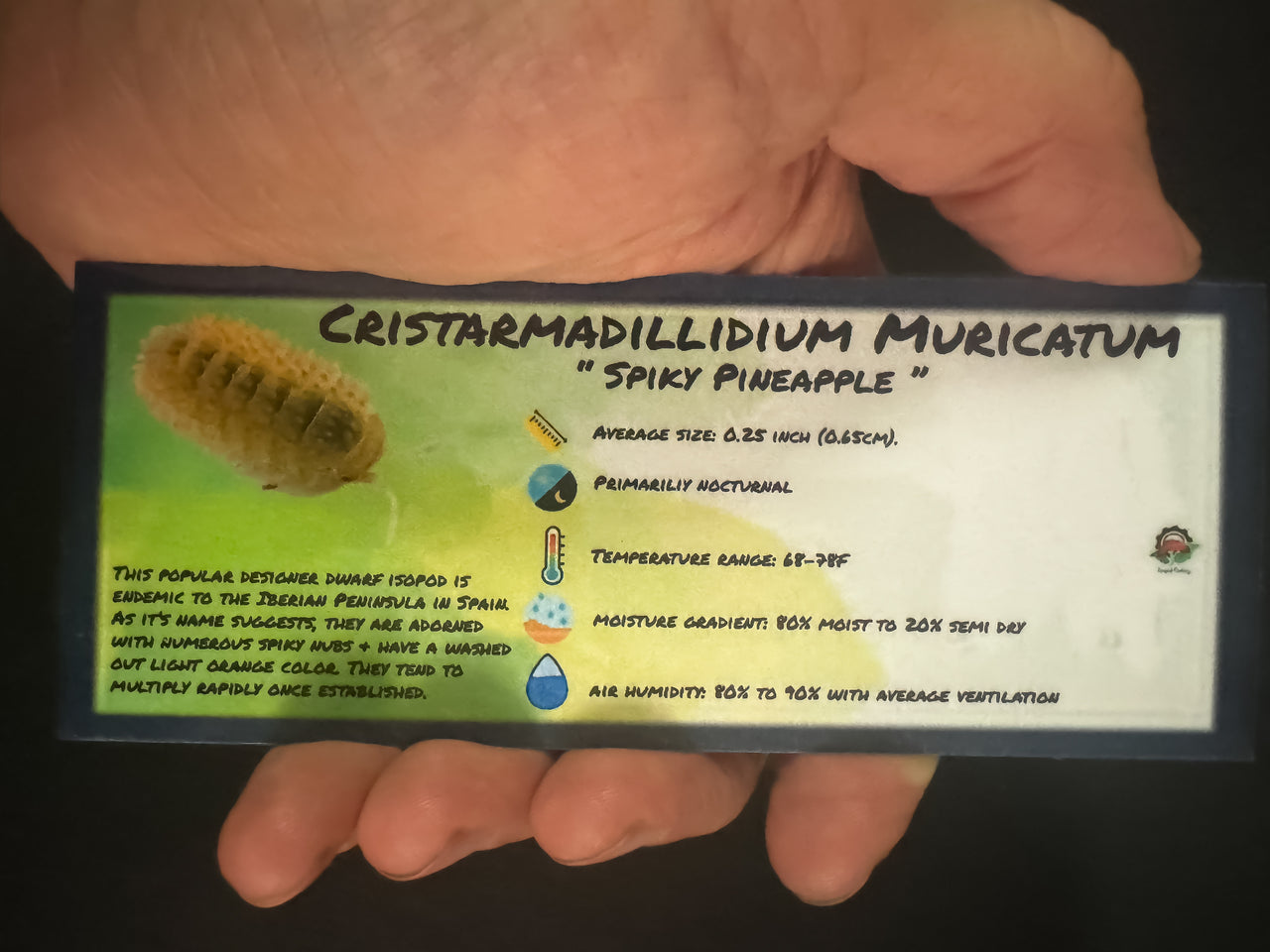 Armadillidium Cristarmadillidium Spiky Pineapple Orange Isopod Bin Label