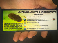Thumbnail for Armadillidium Scaberrimum Sandstone Isopod Bin Label