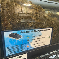 Thumbnail for Porcellio Flavomarginatus Isopod Bin Label