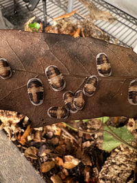 Thumbnail for Cubaris Sp. Cappuccino