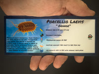 Thumbnail for Porcellio Laevis Orange Isopod Bin Label