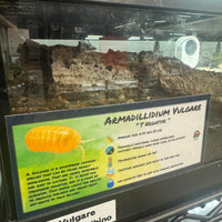 Thumbnail for Armadillidium Vulgare T Negative Isopod Bin Label