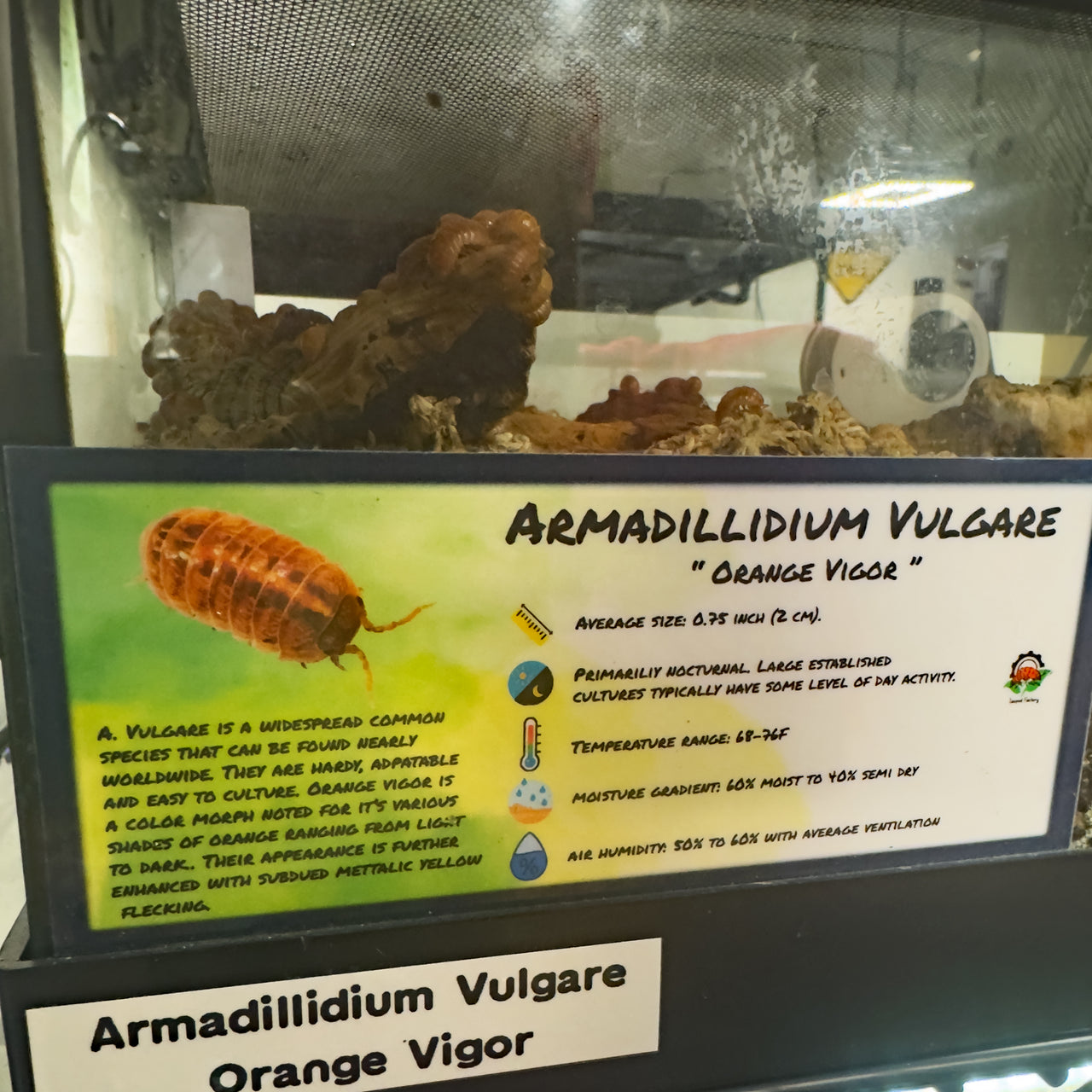 Armadillidium Vulgare Orange Vigor Isopod Bin Label