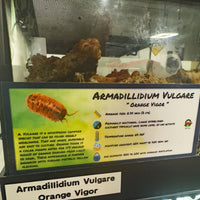 Thumbnail for Armadillidium Vulgare Orange Vigor Isopod Bin Label