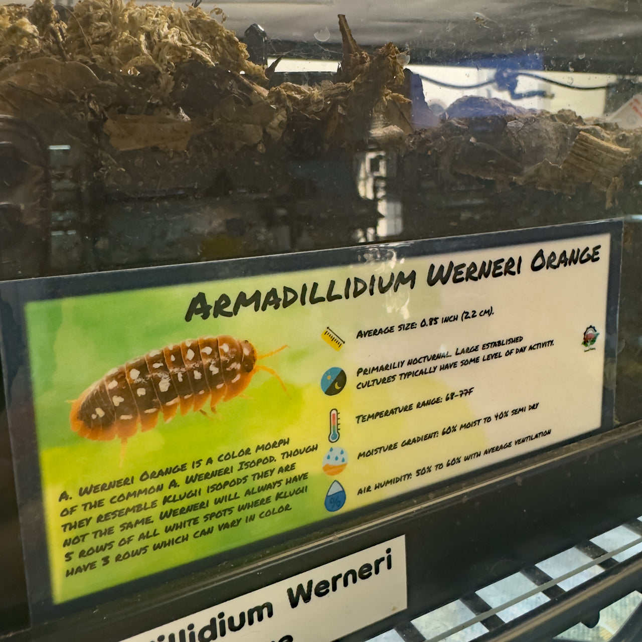 Armadillidium Werneri Orange Isopod Bin Label