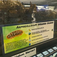 Thumbnail for Armadillidium Werneri Orange Isopod Bin Label