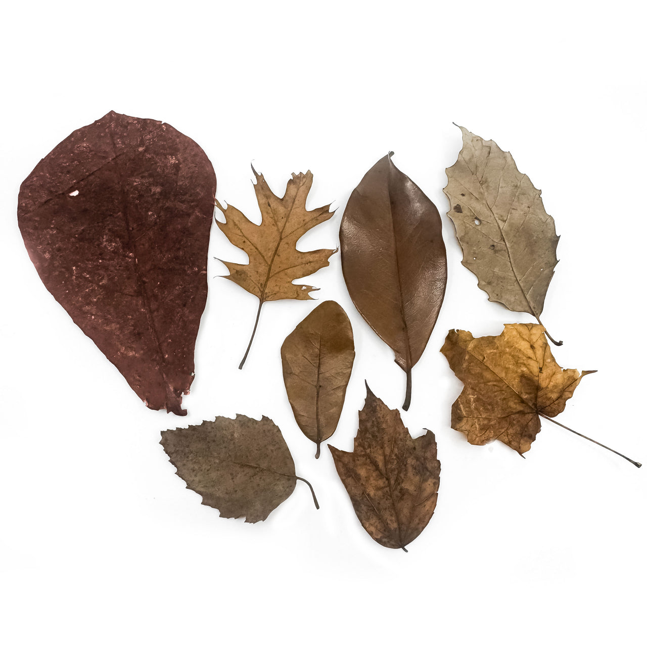 Premium 6 Blend Isopod Leaf Litter