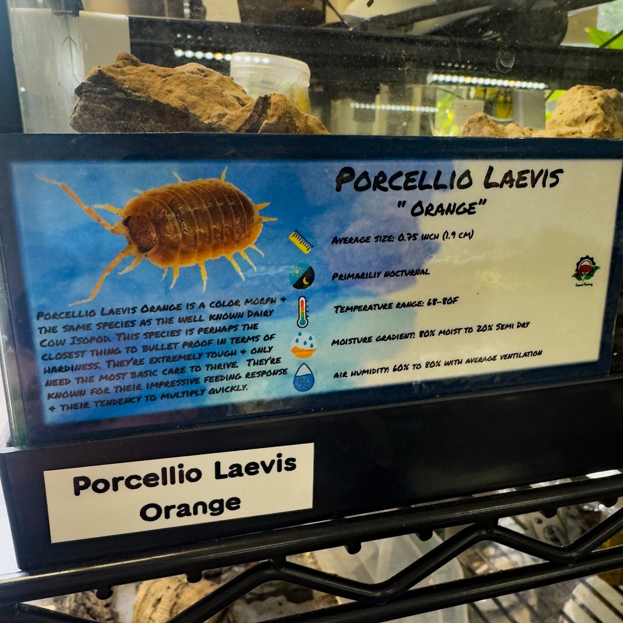 Porcellio Laevis Orange Isopod Bin Label