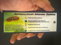 Thumbnail for Armadillidium Werneri Orange Isopod Bin Label