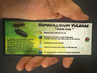 Thumbnail for Armadillidium Vulgare Punta Cana Isopod Bin Label