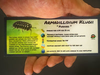 Thumbnail for Armadillidium Klugii Pudding Isopod Bin Label