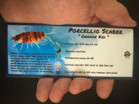 Thumbnail for Porcellio Scaber Orange Koi Isopod Bin Label