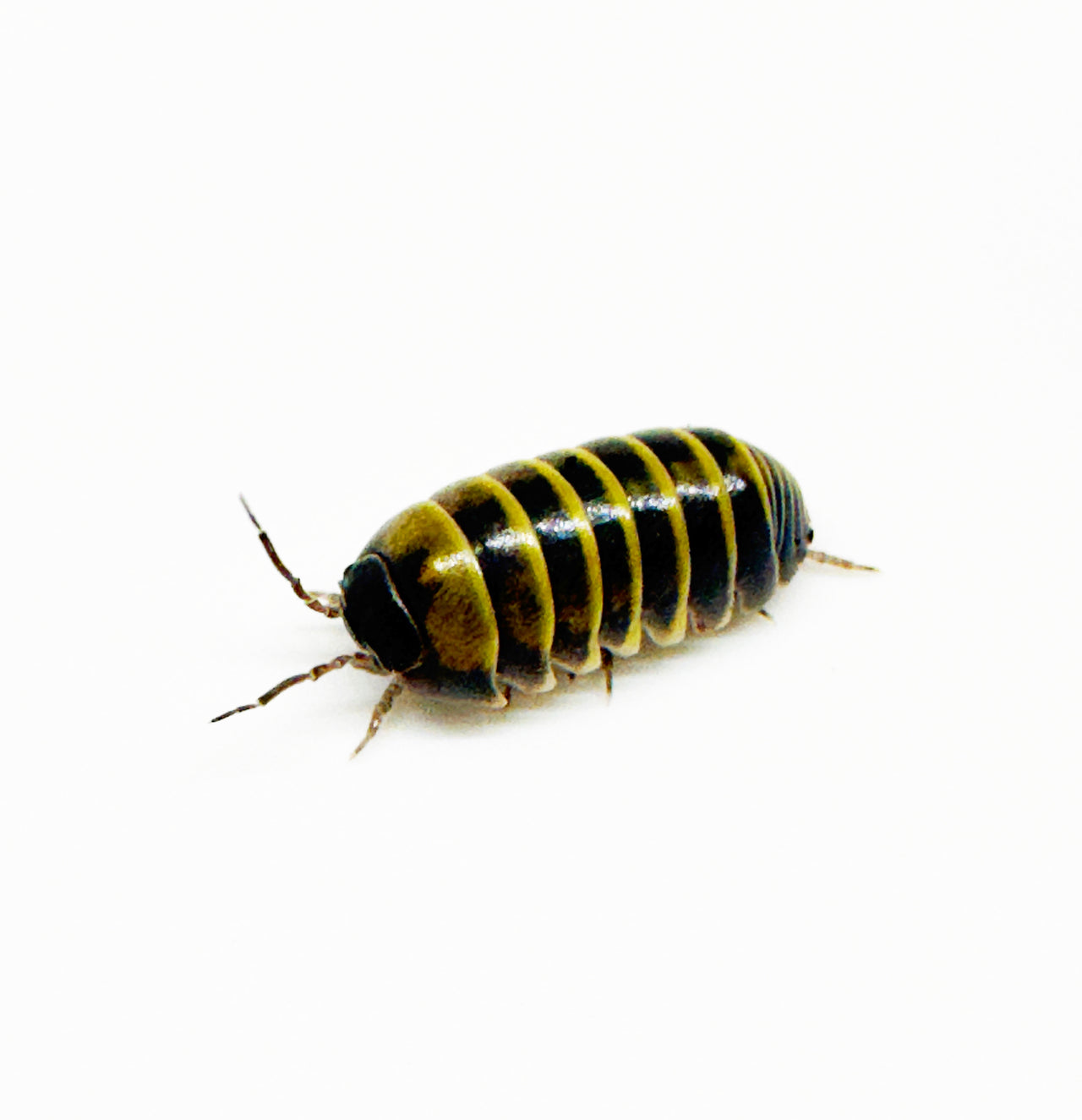 Armadillidium Badium