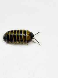 Thumbnail for Armadillidium Badium