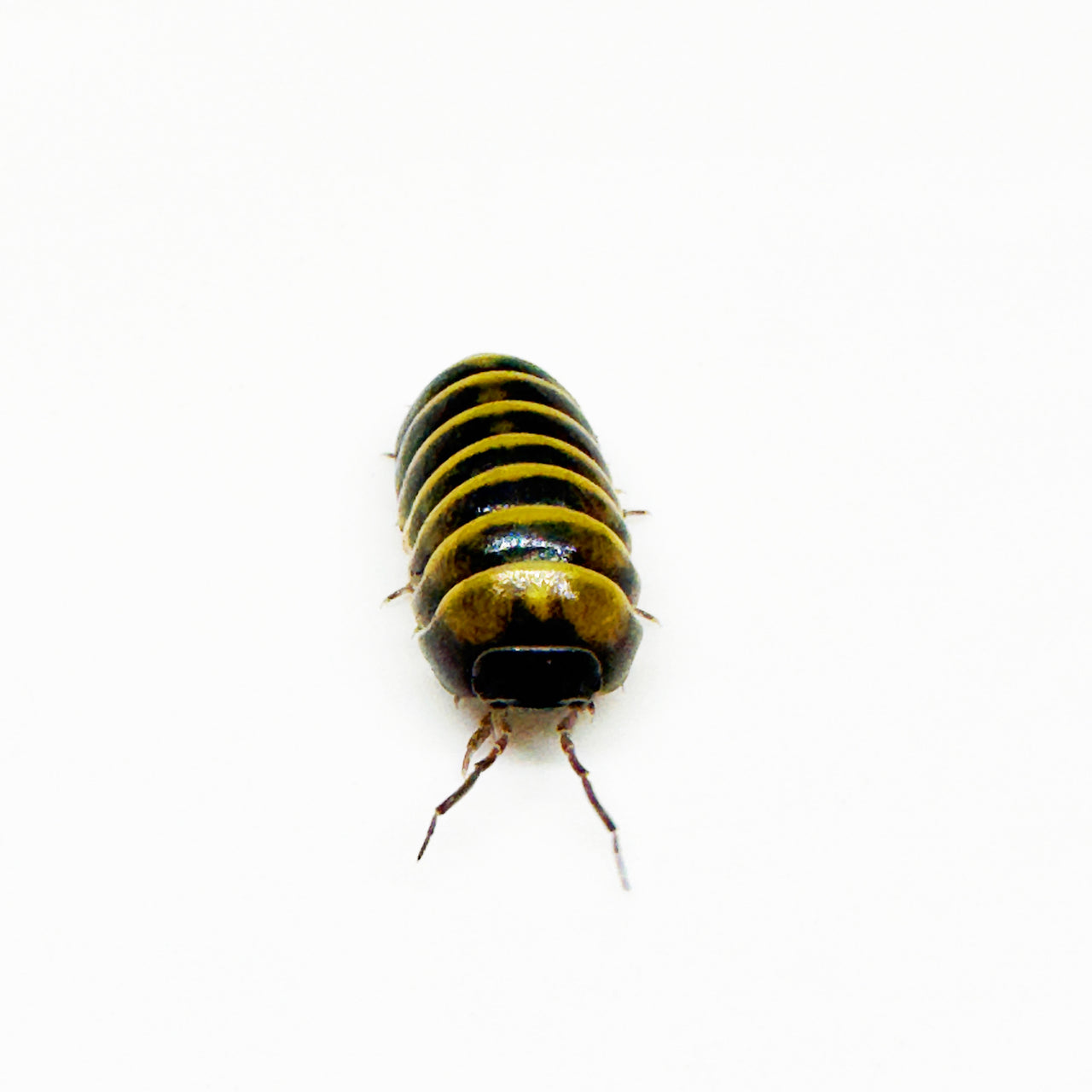 Armadillidium Badium