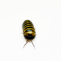 Thumbnail for Armadillidium Badium