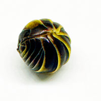 Thumbnail for Armadillidium Badium