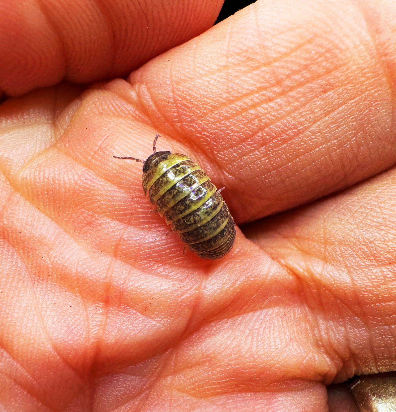 Armadillidium Badium