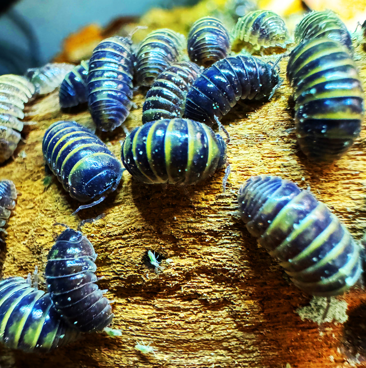 Armadillidium Badium