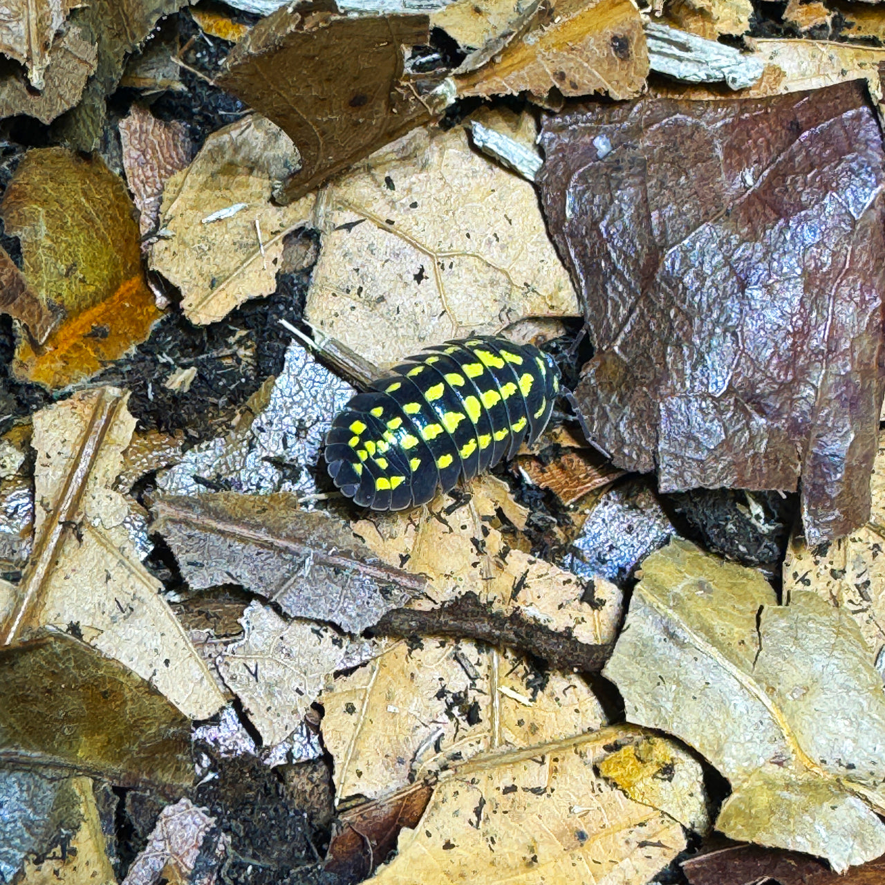 Armadillidium Gestroi