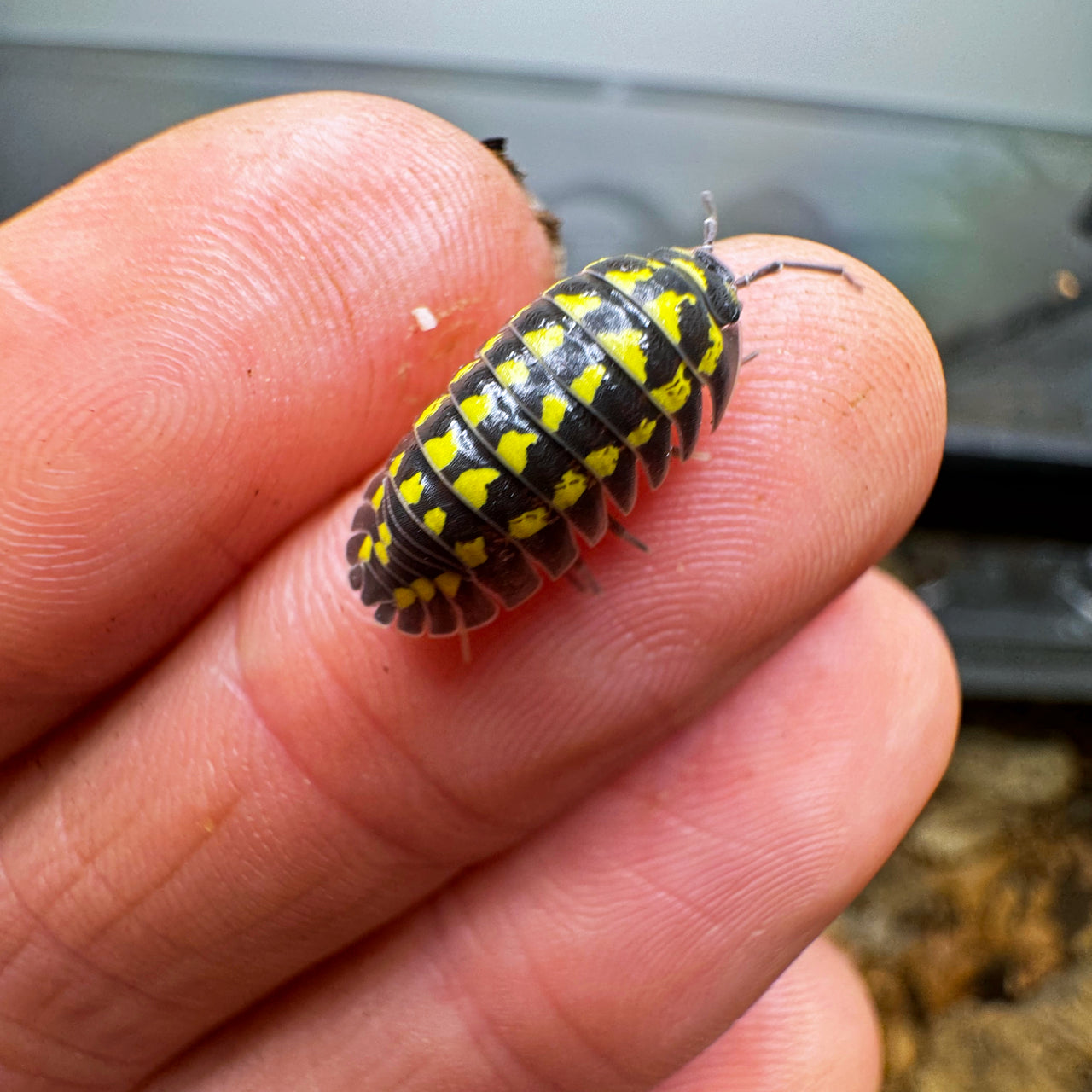 Armadillidium Gestroi