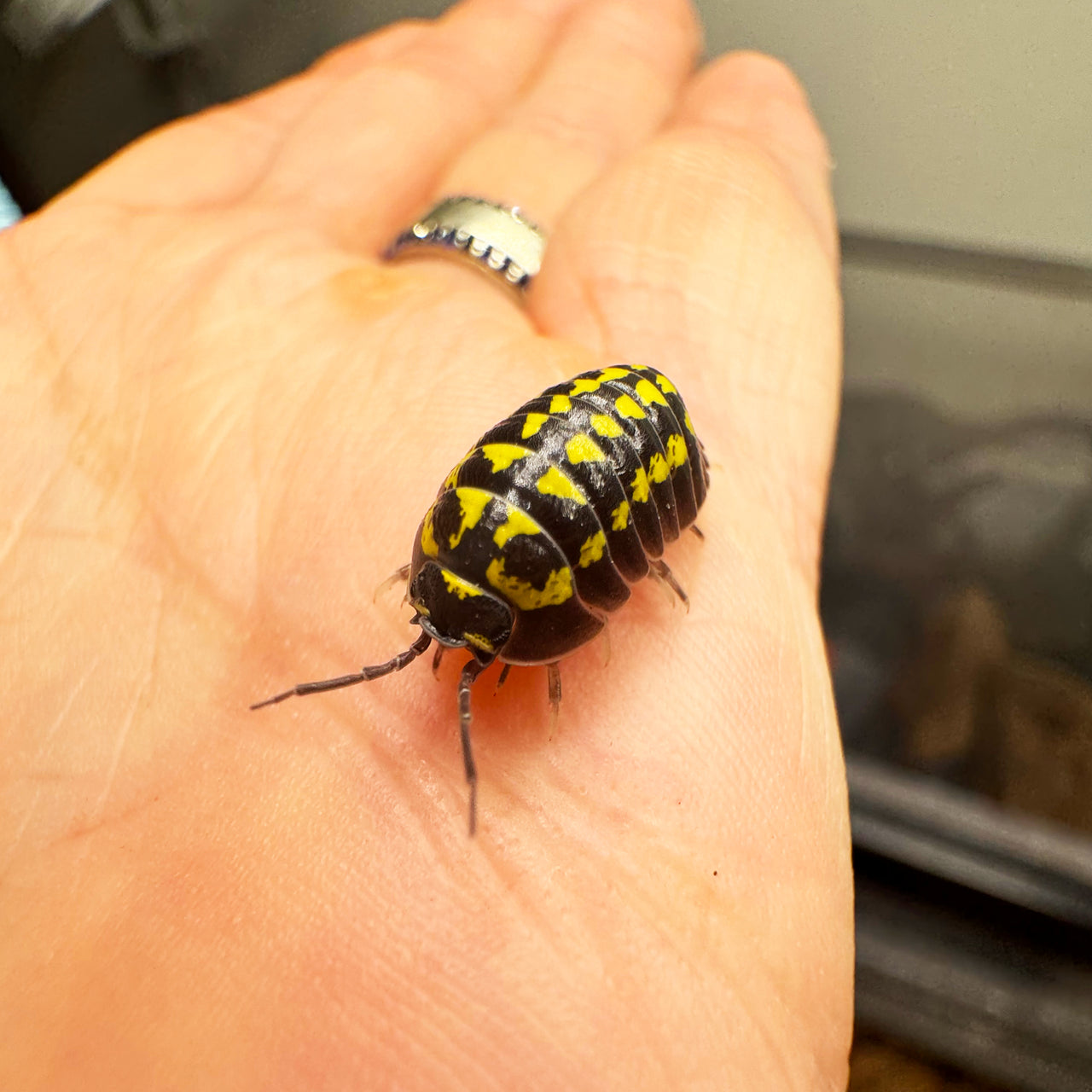 Armadillidium Gestroi