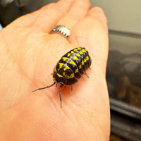 Thumbnail for Armadillidium Gestroi