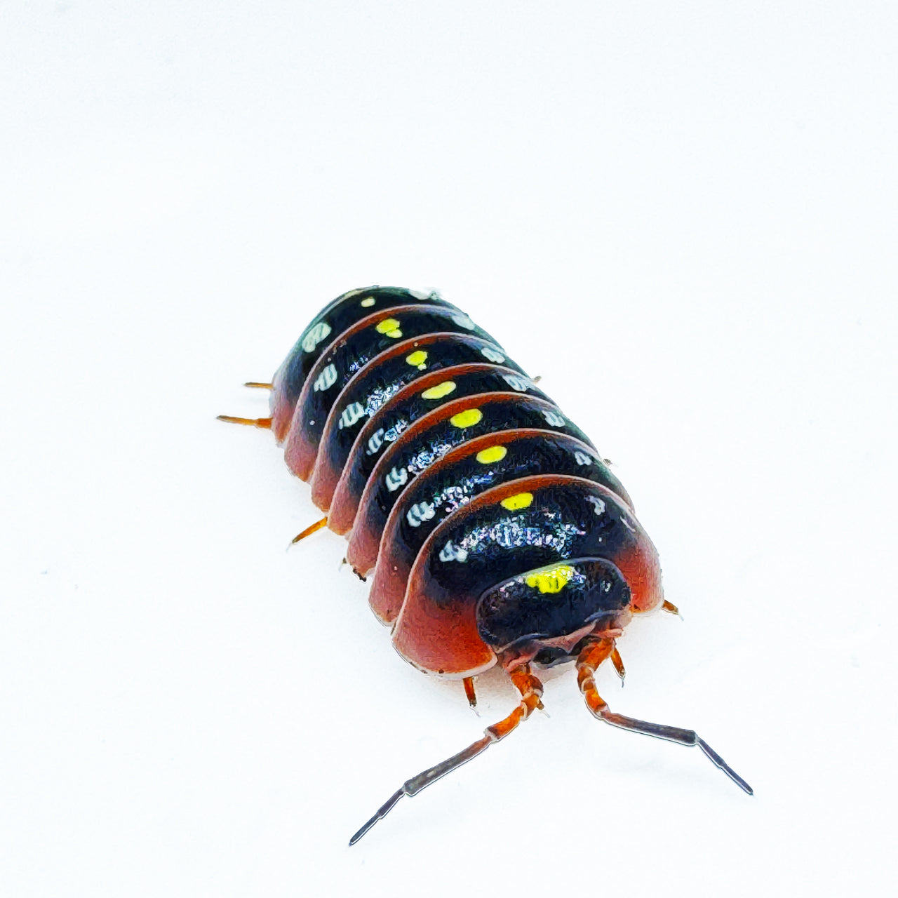 Armadillidium Klugii "Montenegro"