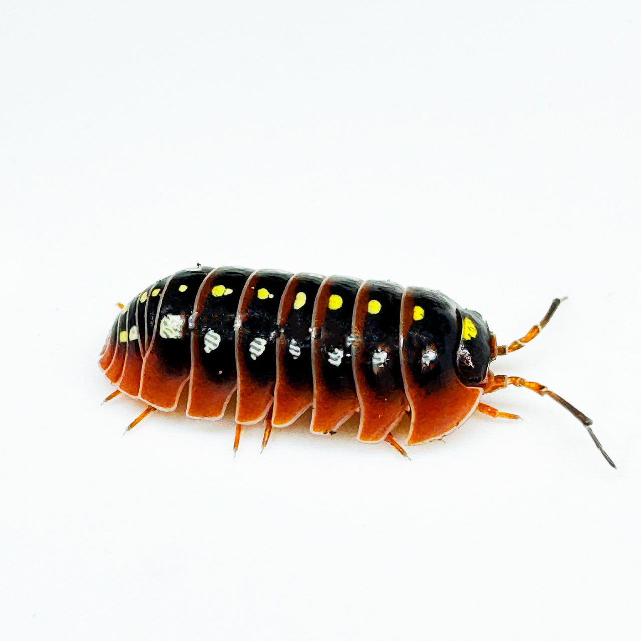 Armadillidium Klugii "Montenegro"