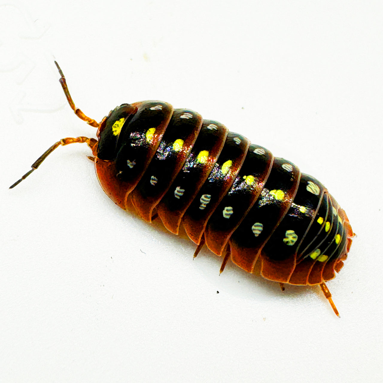 Armadillidium Klugii "Montenegro"