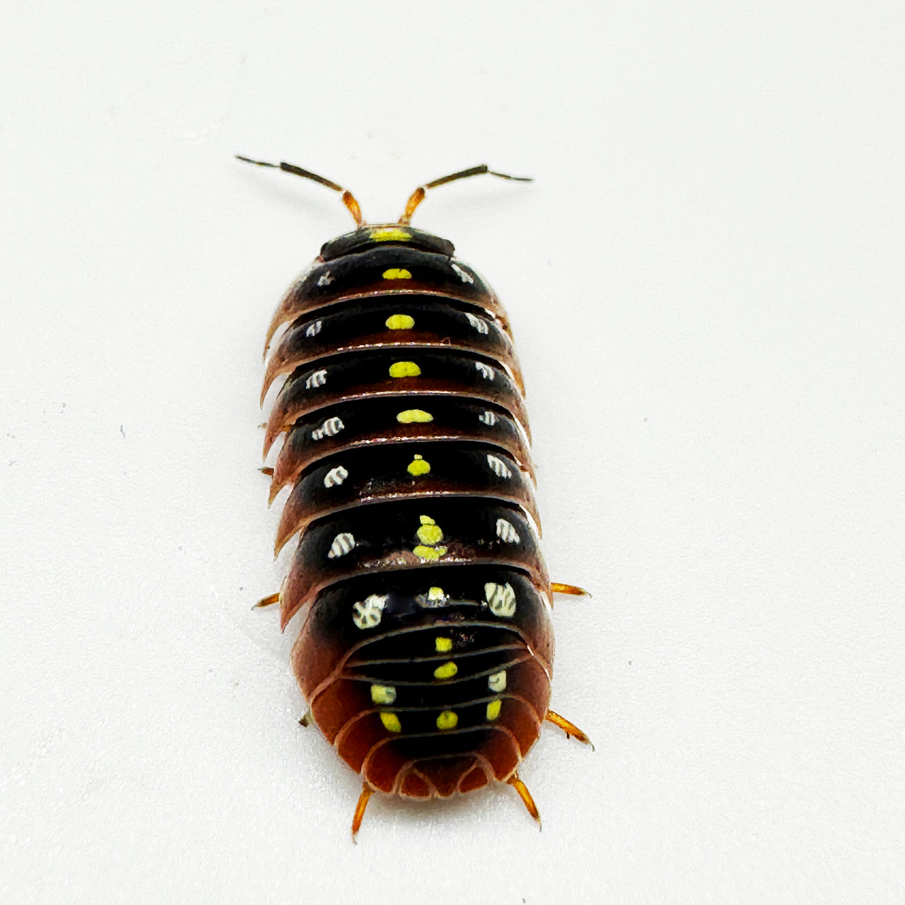 Armadillidium Klugii "Montenegro"