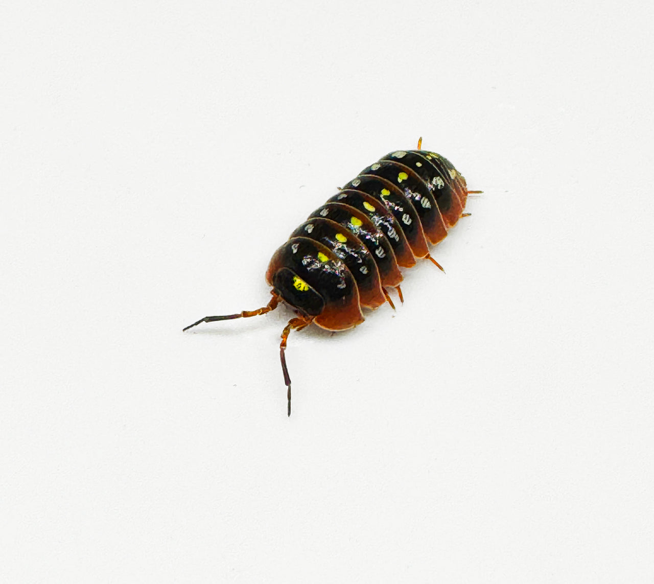 Armadillidium Klugii "Montenegro"