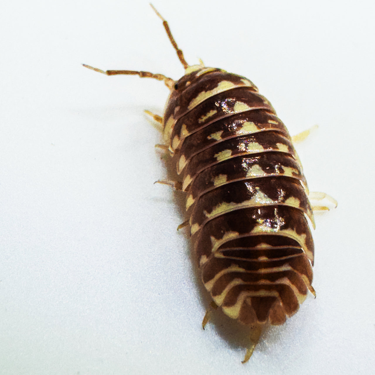 Armadillidium Maculatum "Chocolate Zebra"