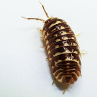 Thumbnail for Armadillidium Maculatum 