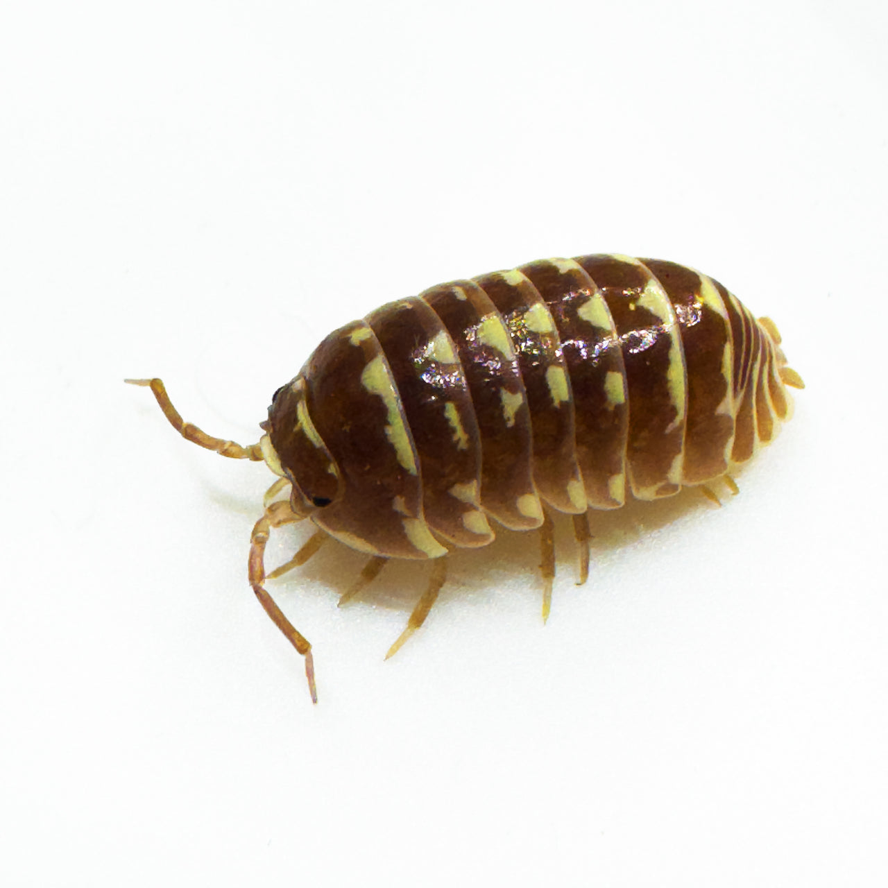 Armadillidium Maculatum "Chocolate Zebra"