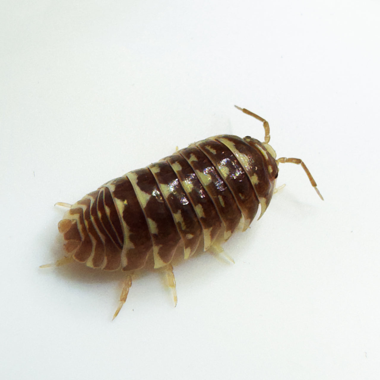 Armadillidium Maculatum "Chocolate Zebra"