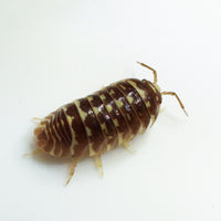 Thumbnail for Armadillidium Maculatum 