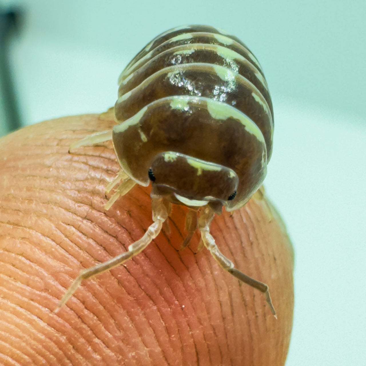 Armadillidium Maculatum "Chocolate Zebra"