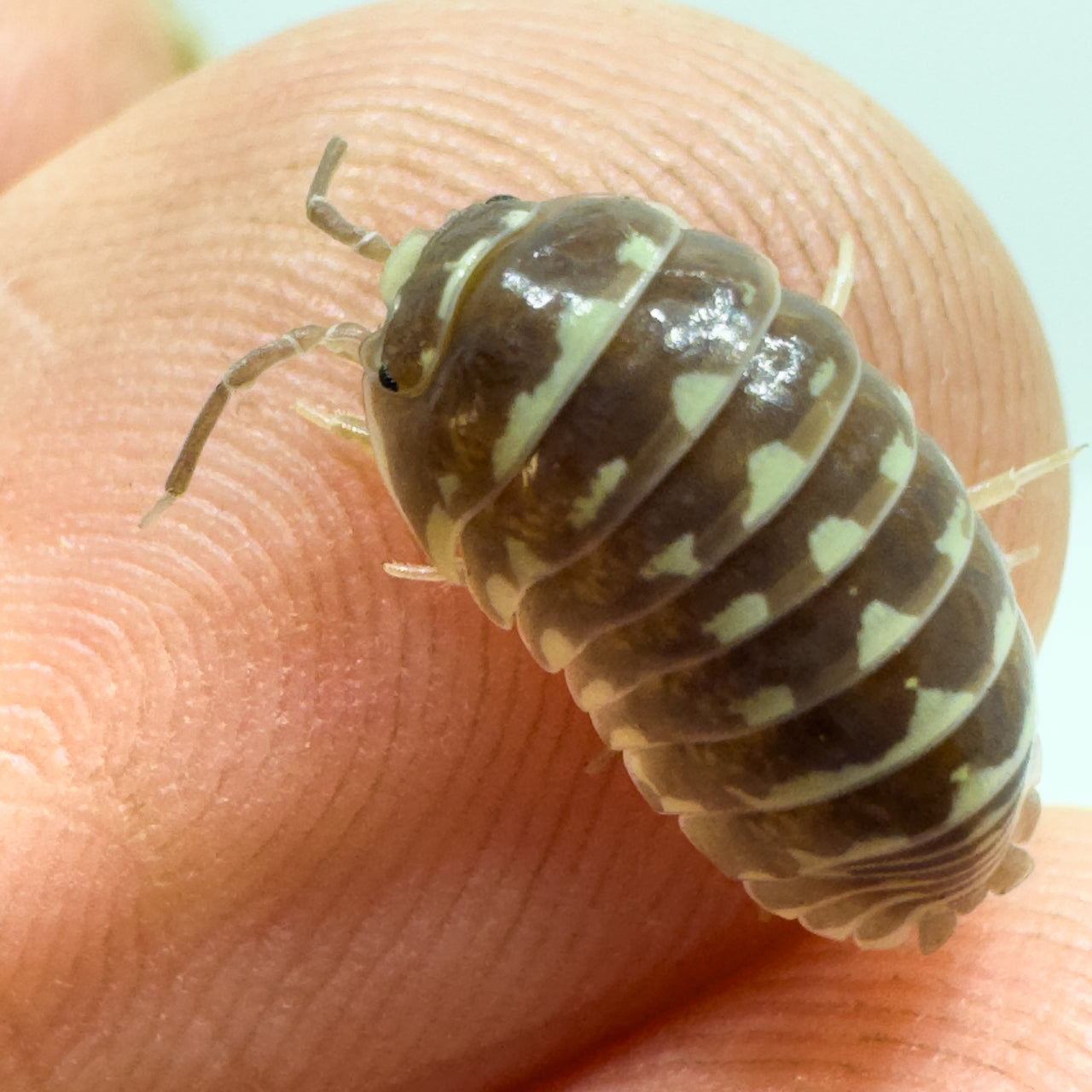 Armadillidium Maculatum "Chocolate Zebra"