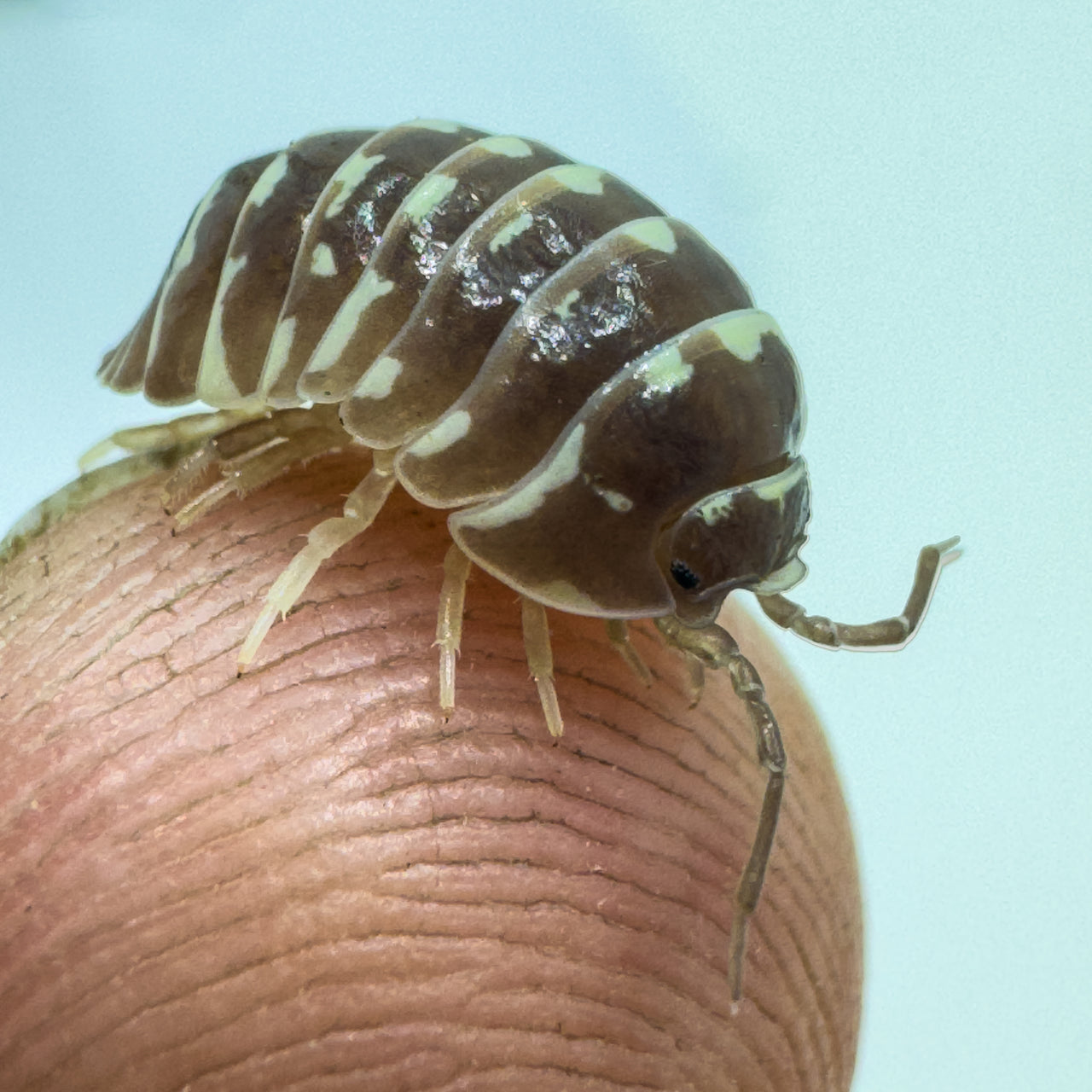 Armadillidium Maculatum "Chocolate Zebra"