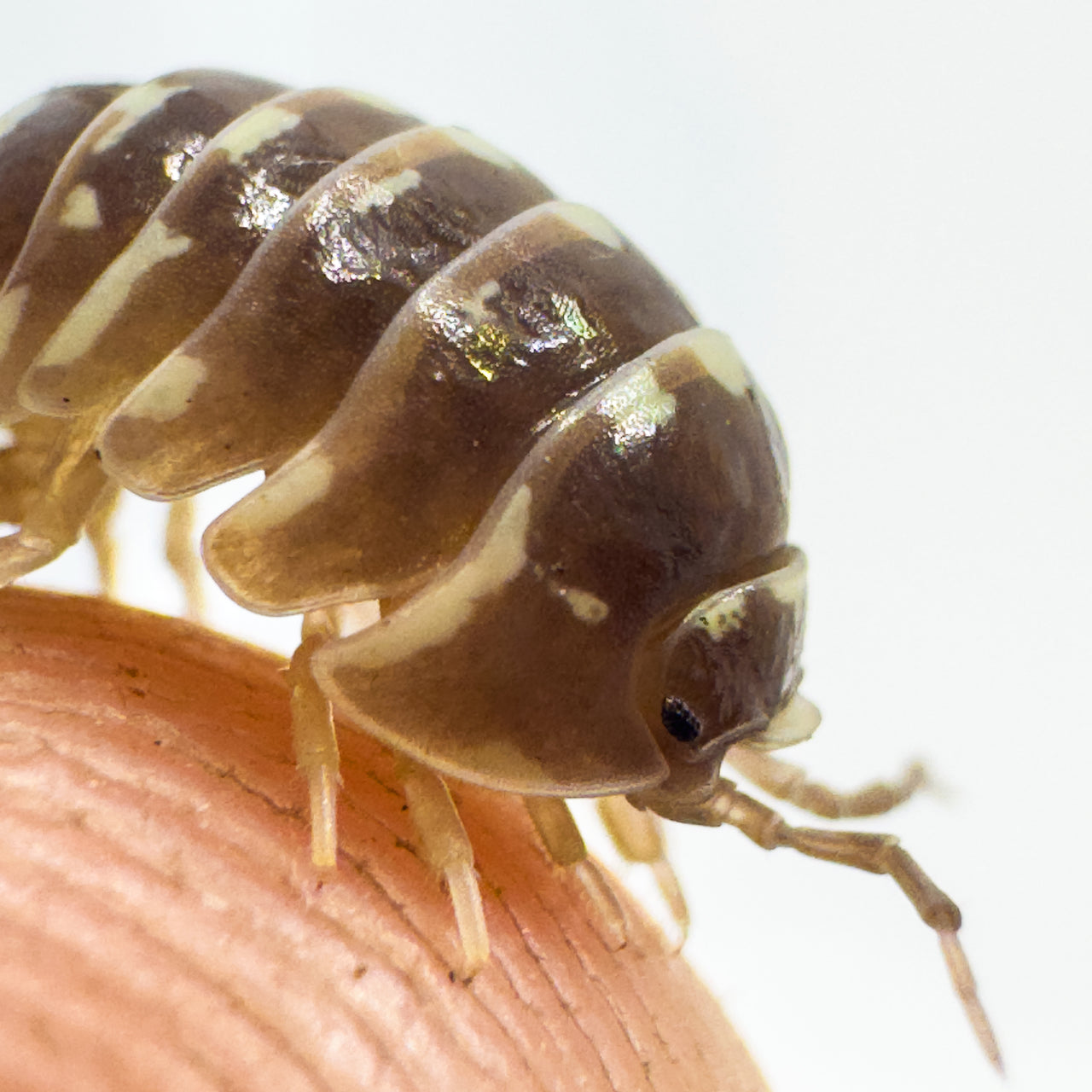 Armadillidium Maculatum "Chocolate Zebra"