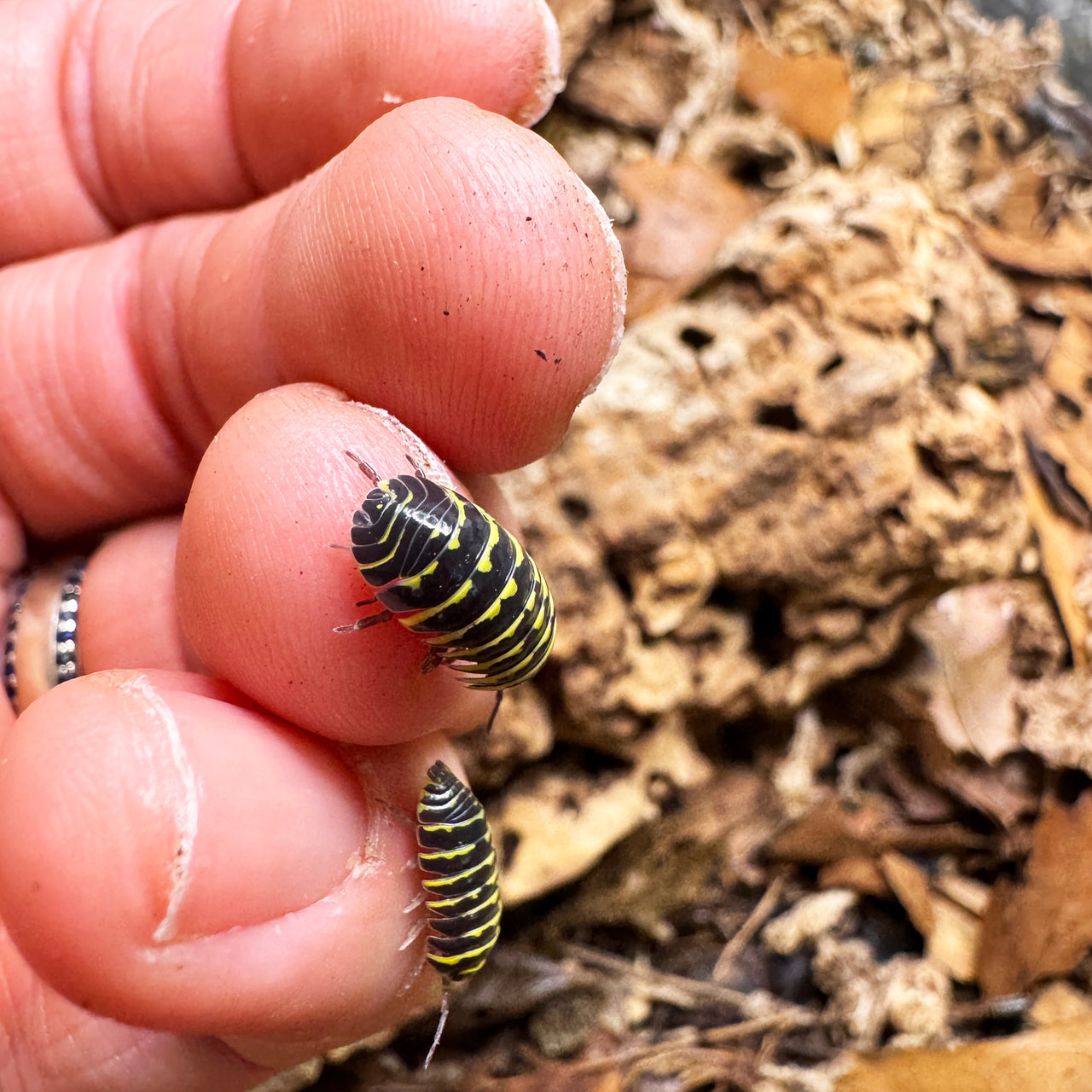 Armadillidium Maculatum "Yellow Zebra"