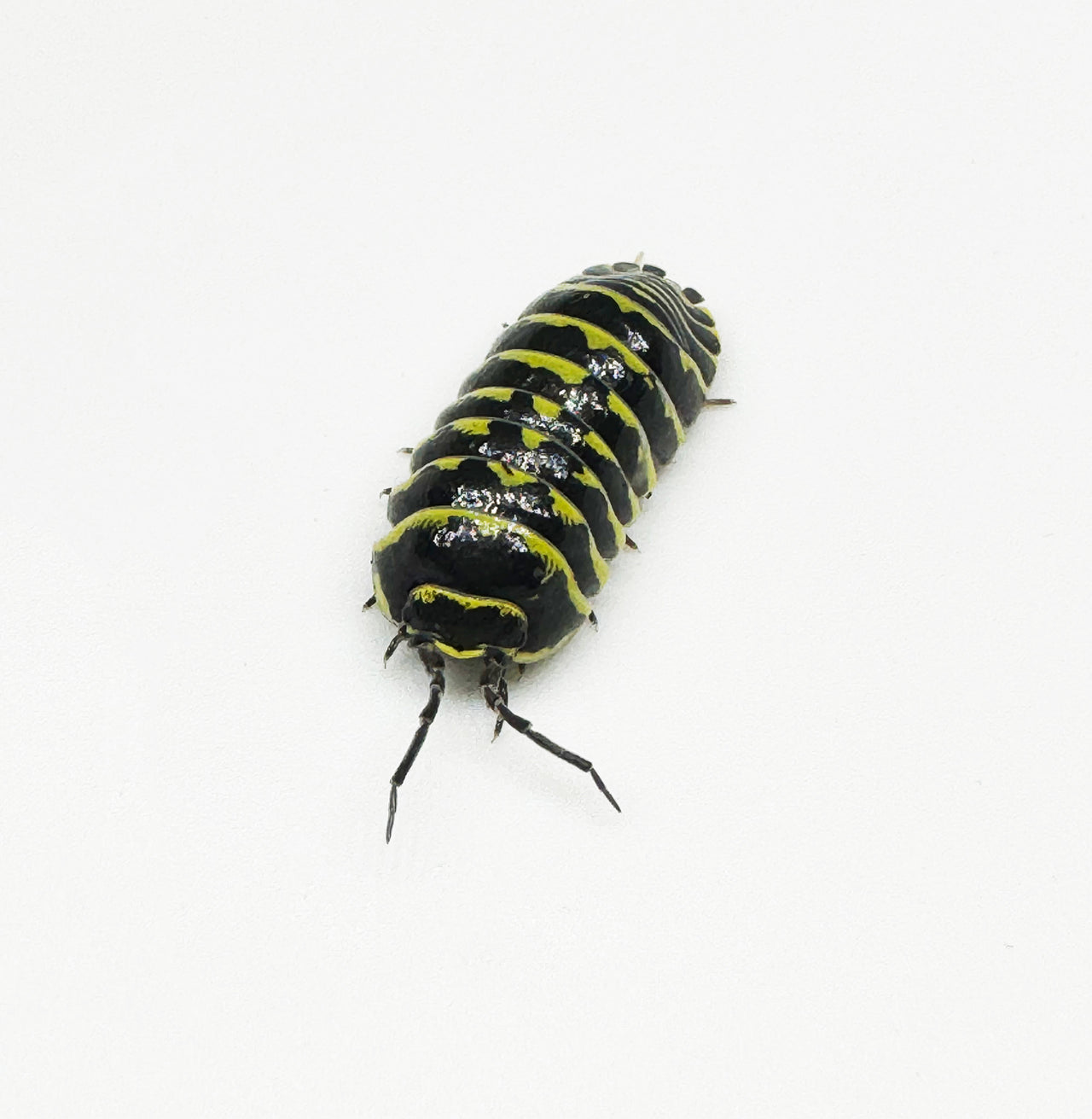 Armadillidium Maculatum "Yellow Zebra"