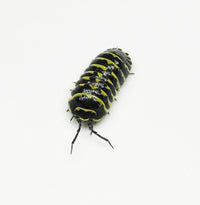 Thumbnail for Armadillidium Maculatum 