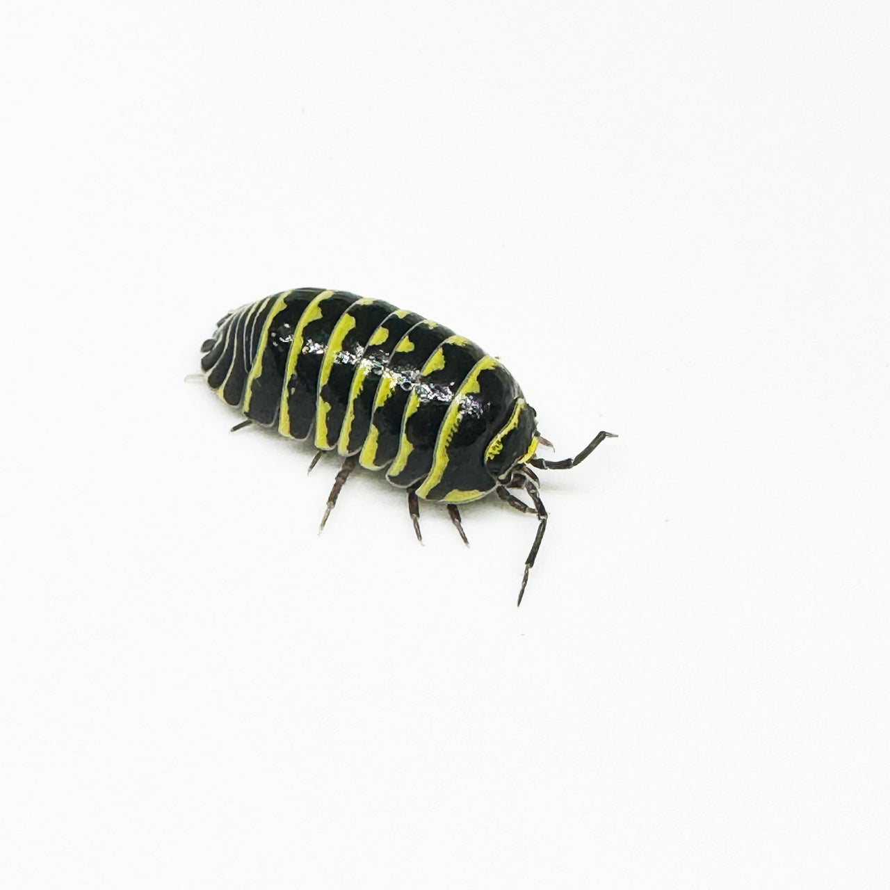 Armadillidium Maculatum "Yellow Zebra"