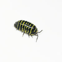 Thumbnail for Armadillidium Maculatum 