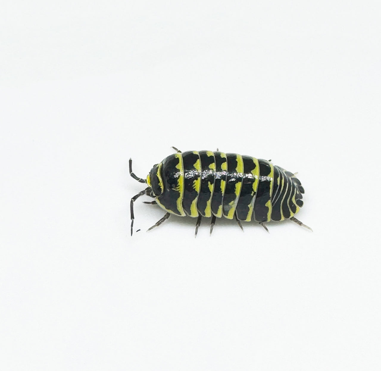 Armadillidium Maculatum "Yellow Zebra"