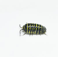 Thumbnail for Armadillidium Maculatum 